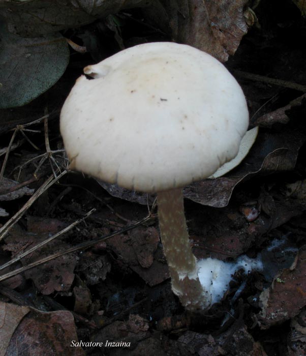 Psathyrella sp.